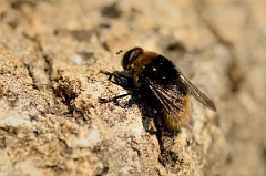 David Plant Photography - Wildlife Photography - Merodon equestris - B
